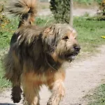 La Riera Vic